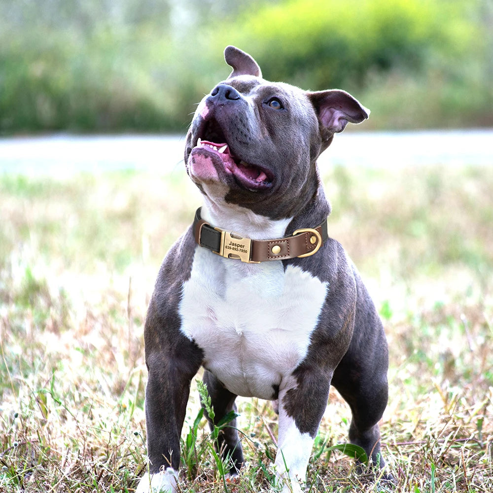 Sky - Hundehalsband Lederoptik Personalisiert