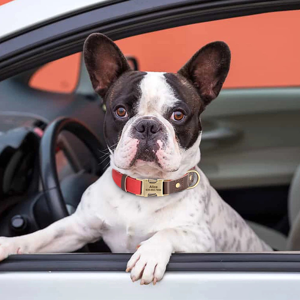 Sky - Hundehalsband Lederoptik Personalisiert
